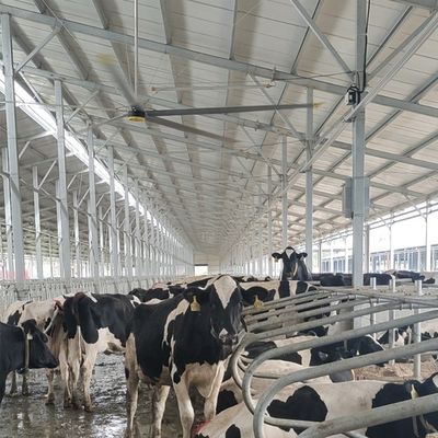 Un buen precio. 6.1m 20FT ventilador de techo industrial con 6pcs aluminio Magnesio hoja de aleación y durable en línea